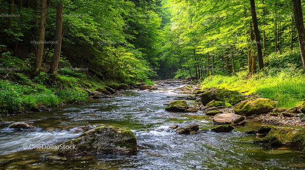 Tranquil Forest Stream with Mossy Rocks and Lush Greenery