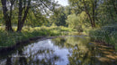 Tranquil Forest Stream Surrounded by Lush Greenery