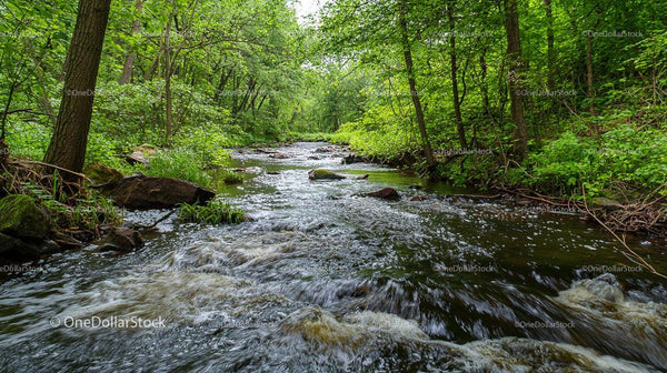 Tranquil Forest Stream Flowing Through Lush Greenery