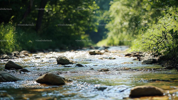 Tranquil Forest Stream with Sunlit Reflections
