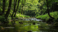 Tranquil Forest Stream Surrounded by Lush Greenery