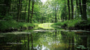 Tranquil Forest Stream Surrounded by Lush Greenery