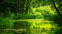 Lush Greenery Surrounding a Tranquil Forest Pond