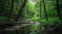 Tranquil Creek Flowing Through Lush Green Forest