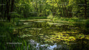Tranquil Forest Pond with Vibrant Green Lily Pads
