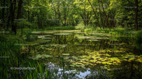 Tranquil Forest Pond with Vibrant Green Lily Pads