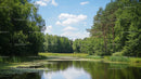 Serene Lake Surrounded by Lush Green Forest and Blue Sky