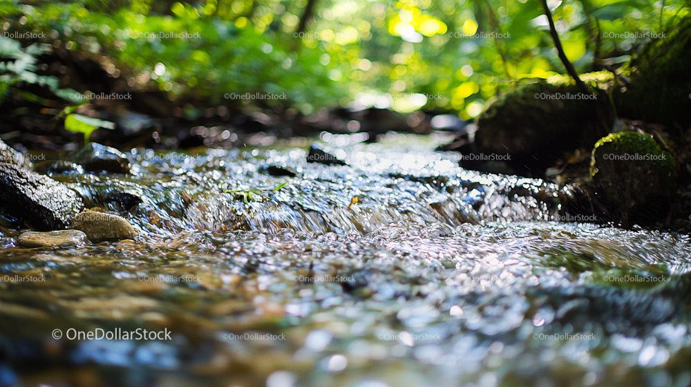 Tranquil Woodland Stream with Sunlit Greenery