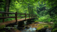 Wooden Bridge Over a Tranquil Forest Stream