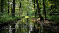 Tranquil Stream Flowing Through Lush Green Forest
