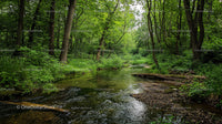 Serene Forest Stream Surrounded by Lush Greenery