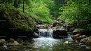 Tranquil Forest Stream in Summer with Lush Greenery