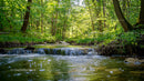 Tranquil Forest Stream Flowing Through Lush Greenery
