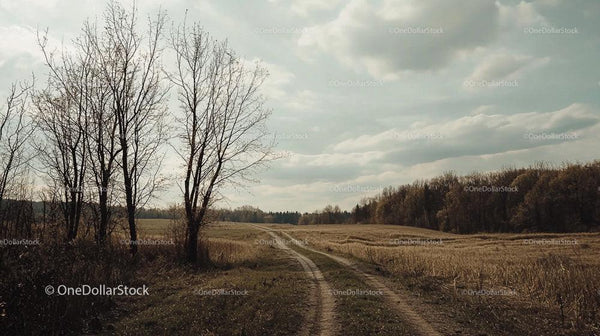 Barren Trees and Dirt Road in a Tranquil Countryside Setting