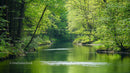 Tranquil Forest River with Lush Green Trees and Calm Waters