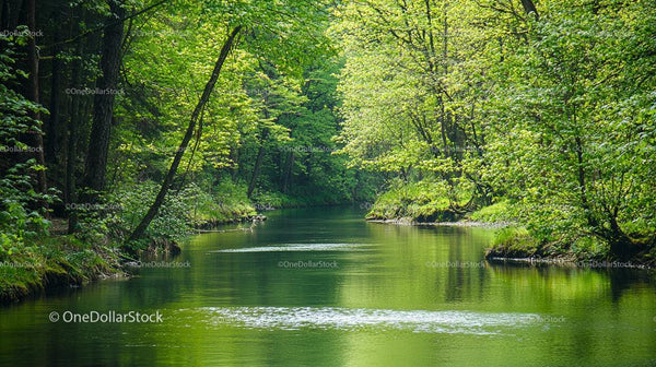 Tranquil Forest River with Lush Green Trees and Calm Waters