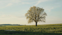 Solitary Tree Amidst a Vast Green Meadow at Sunset
