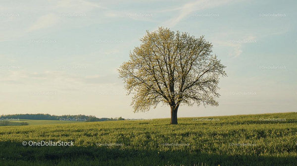 Solitary Tree Amidst a Vast Green Meadow at Sunset