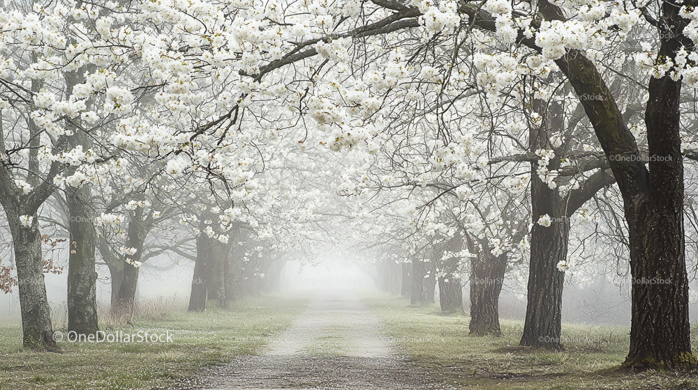 Misty Pathway Surrounded by Blossoming Cherry Trees