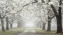 Misty Pathway Surrounded by Blossoming Cherry Trees