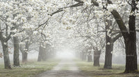 Misty Pathway Surrounded by Blossoming Cherry Trees