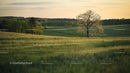 Lonely Tree in Lush Green Field at Golden Sunset