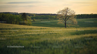 Lonely Tree in Lush Green Field at Golden Sunset