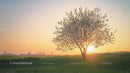 Blossoming Tree at Sunrise in Serene Spring Landscape