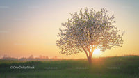 Blossoming Tree at Sunrise in Serene Spring Landscape