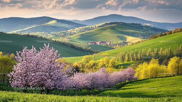 Cherry Blossom Orchard in Vibrant Spring Countryside
