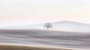 Solitary Tree on Rolling Winter Hills at Dawn