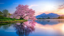 Cherry Blossom Tree Reflecting in Calm Lake at Twilight