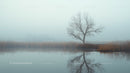 Solitary Tree Reflected in Misty Lake at Dawn