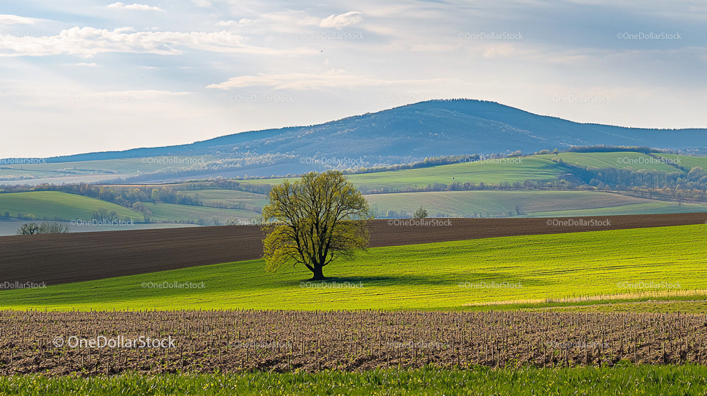 Solitary Tree Amid Rolling Green Fields and Hills
