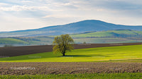 Solitary Tree Amid Rolling Green Fields and Hills