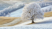 Frost-Covered Tree in Serene Winter Countryside