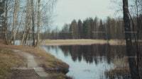 Serene Lakeside Pathway with Birch Trees and Tranquil Waters