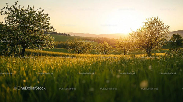 Scenic Orchard at Sunset with Blooming Trees