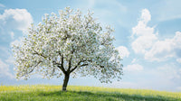 Blossoming Tree on a Sunny Day Under a Clear Blue Sky