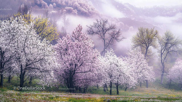 Misty Spring Landscape with Blooming Cherry Blossoms