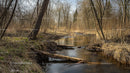 Tranquil Forest Stream in Early Spring