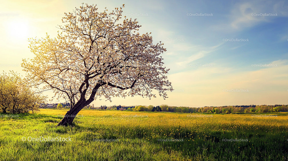 Blossoming Cherry Tree in a Sunlit Spring Meadow