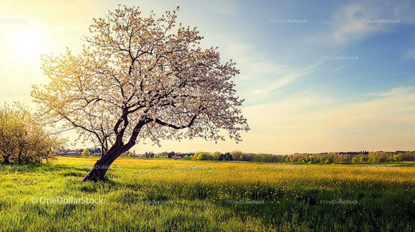 Blossoming Cherry Tree in a Sunlit Spring Meadow