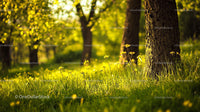 Sunlit Forest Meadow with Blooming Flowers in Spring