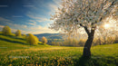 Blooming Cherry Tree in a Sunlit Spring Meadow