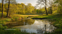 Tranquil Spring Pond Surrounded by Lush Greenery