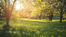 Sunlit Cherry Blossom Orchard in Springtime