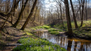Serene Woodland Stream with Blooming Wildflowers