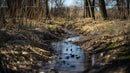 Tranquil Spring Stream Flowing through a Woodland Landscape