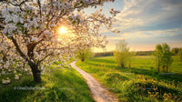 Blossoming Cherry Tree and Country Path at Sunset